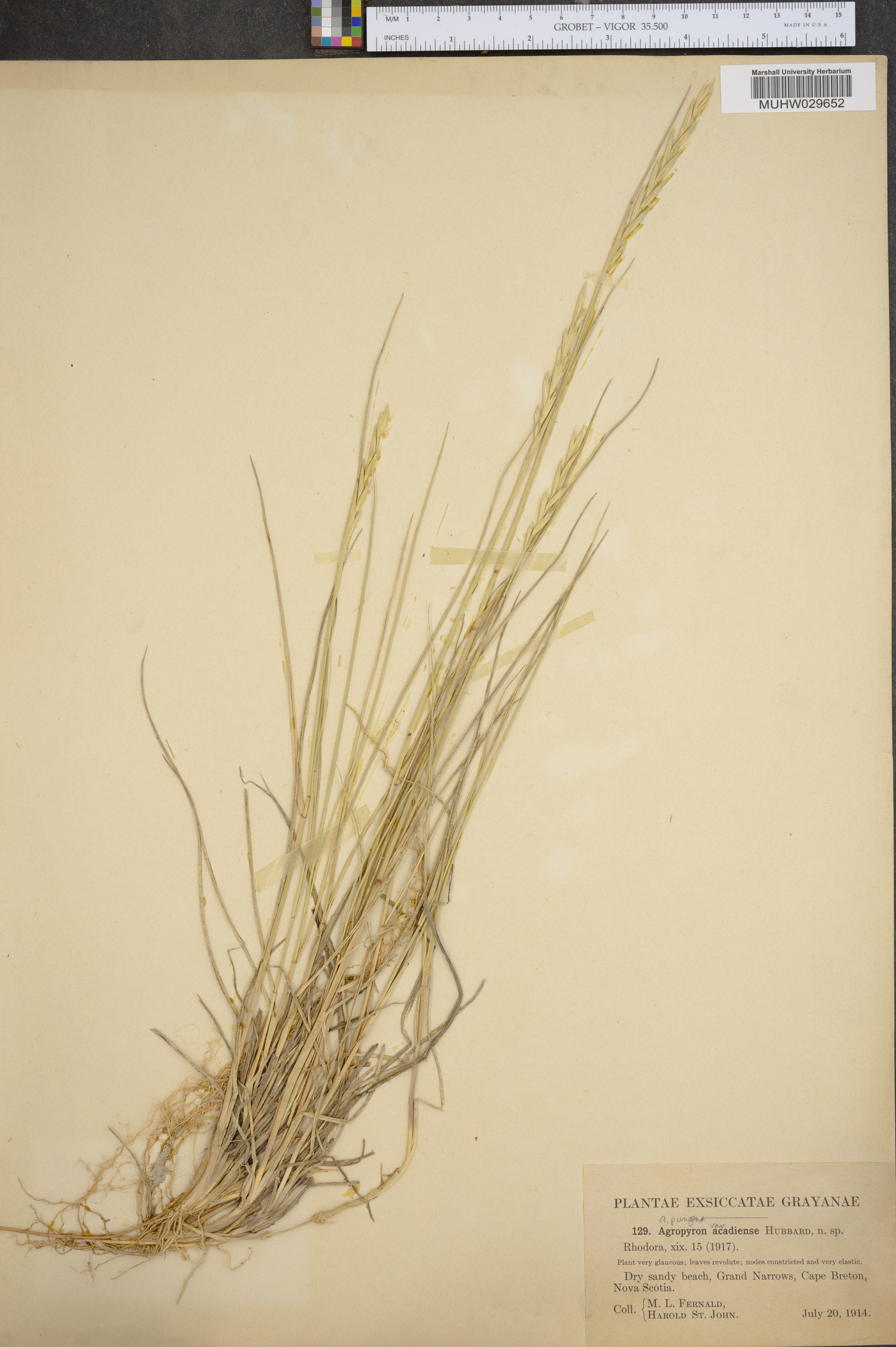 Thinopyrum pycnanthum image